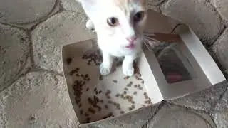The big cat wants to take the red cat's food
