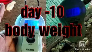 day -10 body weight || poultry live body weight