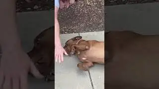 Buck loves belly rubs from his favorite shelter staff person (5/9/23)