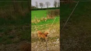 Grote Wandeling Ulestraten - Maastricht-Airport - Schietecoven