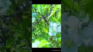 Pollination Season  Gilgit Baltistan /pollination by Birth /pollination system Short video