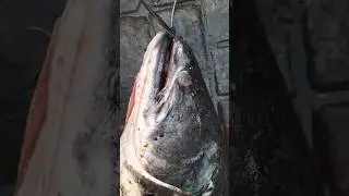 10 Kg Wallago Fish Hunt In Fish Market ASMR Fish Video
