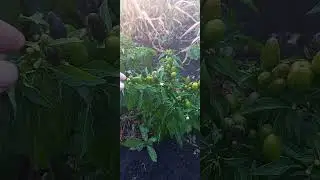 Capsicum annuum wild
