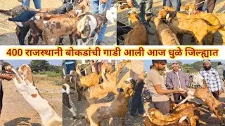 400 राजस्थानी बोकडांची गाडी आली आज धुळे जिल्ह्यात आता राजस्थानी बोकड भेटतील धुळ्यात 15 जानेवारी 26