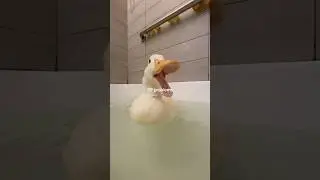 99 problems but a duck ain&rsquo;t one
