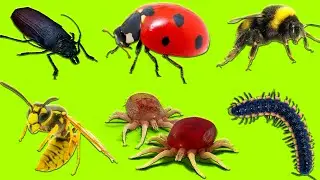 Learn Insects | Learn Names and Sounds of Insects for Kids in English 2