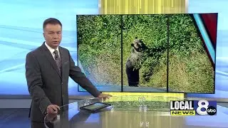 Bear activity increasing on Moose-Wilson Road