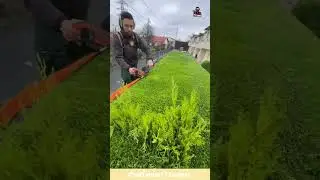 From Wild Bush to Living Sculpture: The Art of Hedge Trimming #shorts