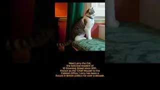 The Larry Downing street cat