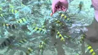 CoCo Reef Tobago - Feeding the Fish