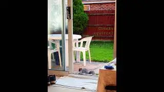 cheeky squirrel