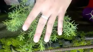 CRISTIAM   JAY.B.DUDAS.tv.Nice   video sharing.March.27.2025.yuoki
