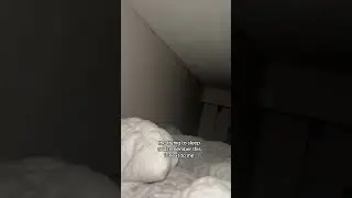 Hilarious Sleep Disturbance: Dog Pillow Serenade!#SleepStruggles #DogPillow #BedtimeHumor