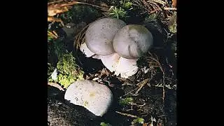 Gomphidius glutinosus