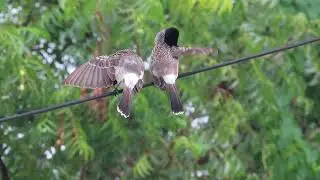 Red vented Bulbuls,Palani