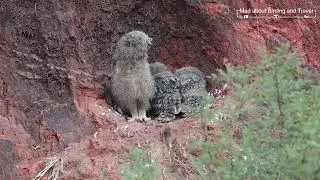 Breeding in Indian Eagle Owl aka. Rock Eagle-Owl (Bubo bengalensis)