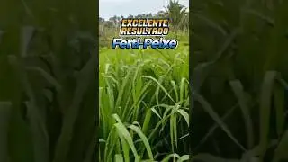 Resolvendo o Problema na Pastagem com Efici&ecirc;ncia
