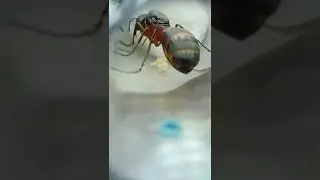 3 Queen Ant Checkup