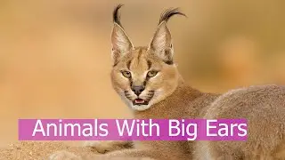 Cool Animals With Big Ears