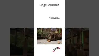 #Factor - Dog: Gourmet