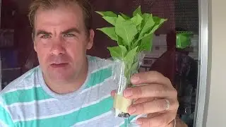 RFC Starter Pepper Plants
