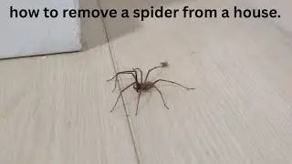 how to remove a spider from a house.