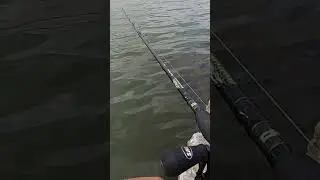 Alabama Rig / Umbrella Rig Bite 😤 #fishing #catchandrelease #bassfishing #fish