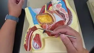 Male Reproductive System Model (Healthcare)