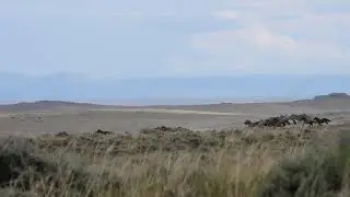 North Landers Complex, WY  BLM Wild Horse Round-Up 7/1/24 Video 14