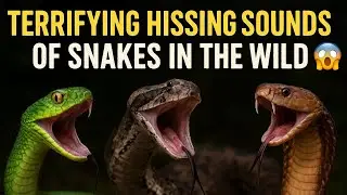 Terrifying Hissing Sounds of Snakes in the Wild 😨&rdquo;@NatureExplorehub #snake #animals 