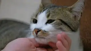 CUTE CAT - Free Stock Footage - Free stock videos for commercial use