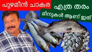 ഇത്രയും വെറൈറ്റി മീനുകൾ ഈ അടുത്തൊന്നും കണ്ടിട്ടിട്ടില്ല 😱 #fishmarket #fish #freshfish