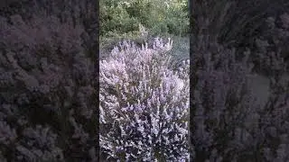 Цветущий вереск в заповеднике Лемелерберг в Нидерландах - Lemelerberg, Nederlands.
