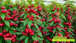 How Do These Cherries Grow So Fast?