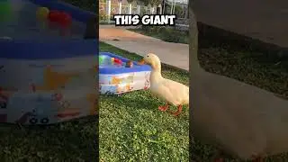 Baby Monkey Is ATTACKED By Duck! (Credits: monkeybonfamily on tiktok)