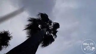 Palm Tree Rustling in Wind- Study/Sleep ASMR (2 Hours) Therapy
