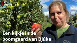 Mooie rode appels en grote peren, de Utrechtse fruitoogst is heel goed dit jaar | RTV Utrecht
