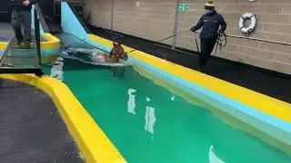 Swimming horses in equine pool