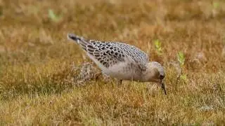 Buff breasted Sandpiper 2010 09 03
