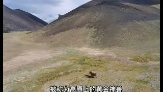 全世界只有 200头的金丝野牦牛Golden Wild Yaks,