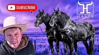 The Great Return - Phantom & Stormy-Percheron Draft Horse Team MUST SEE !!! (606) 303-5669☎️