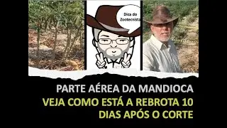 75. PARTE A&Eacute;REA DA MANDIOCA: VEJA COMO EST&Aacute; A REBROTA 10 DIAS AP&Oacute;S O CORTE