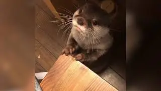 Otter Makes Adorable Noises When Asking for Dinner