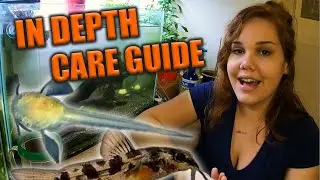 How to Raise Corydoras Fry!