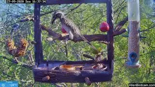 4K African hornbills (Lophoceros nasutus) and other birds