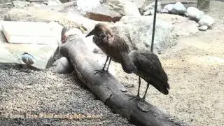 Philadelphia Zoo Hammerkops Preening on Log