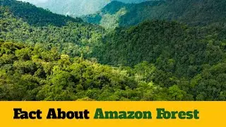 Fact About Amazon Forest. #forest #jungle #history 