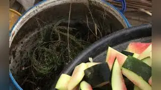 composting watermelon peel in just few steps