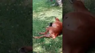 Fiene the boxer dog is having some fun