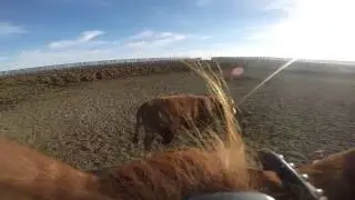 Feedlot Health Pen Checking